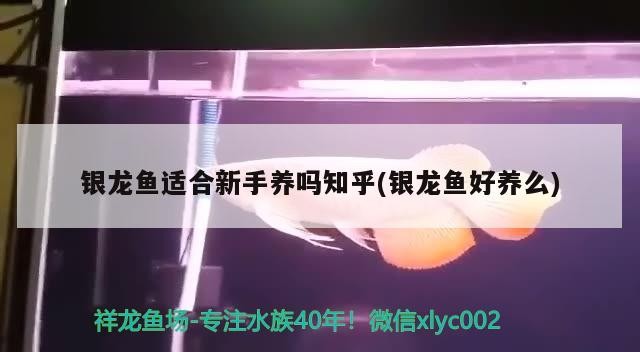 銀龍魚適合新手養嗎知乎(銀龍魚好養么)