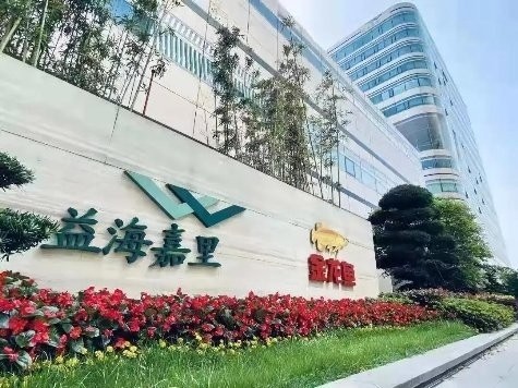 銀龍魚背不直（銀龍魚背不直怎么辦）
