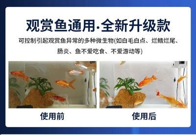 金龍銀龍怎么養活（銀龍好養活嗎）