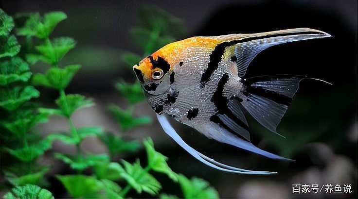 什么魚適合酸性水質