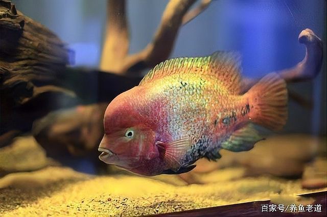 什么魚適合酸性水質