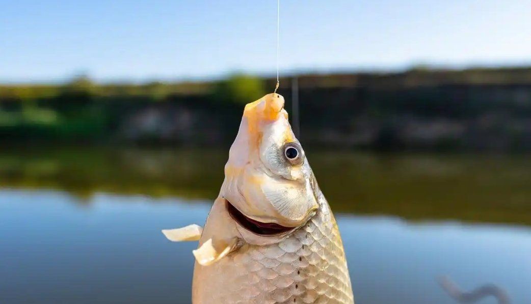 紅尾魚一天最佳開口時間