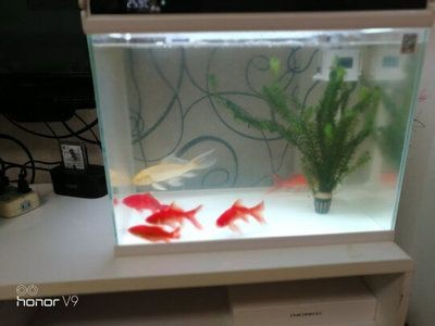 什么樣的魚缸質量好：如何判斷魚缸的質量好 什么樣的魚缸質量好：如何判斷魚缸的質量好 魚缸百科 第4張
