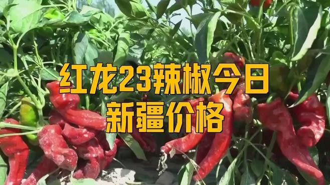 2025年紅龍23色素辣椒什么價