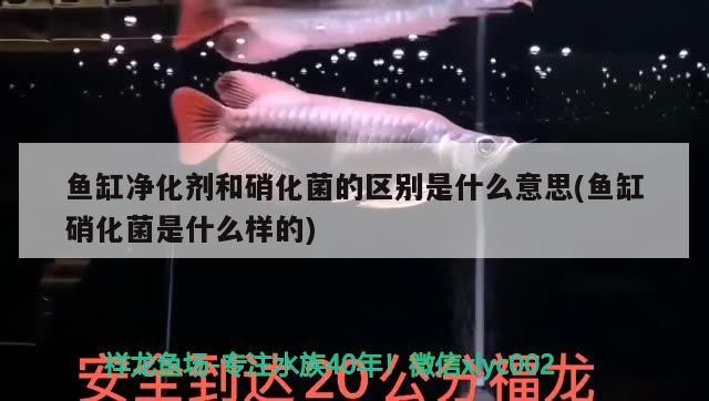 銀龍魚水溫31度可以嗎（銀龍魚30度水溫可以嗎） 銀龍魚水溫31度可以嗎（銀龍魚30度水溫可以嗎） 銀龍魚百科 第3張