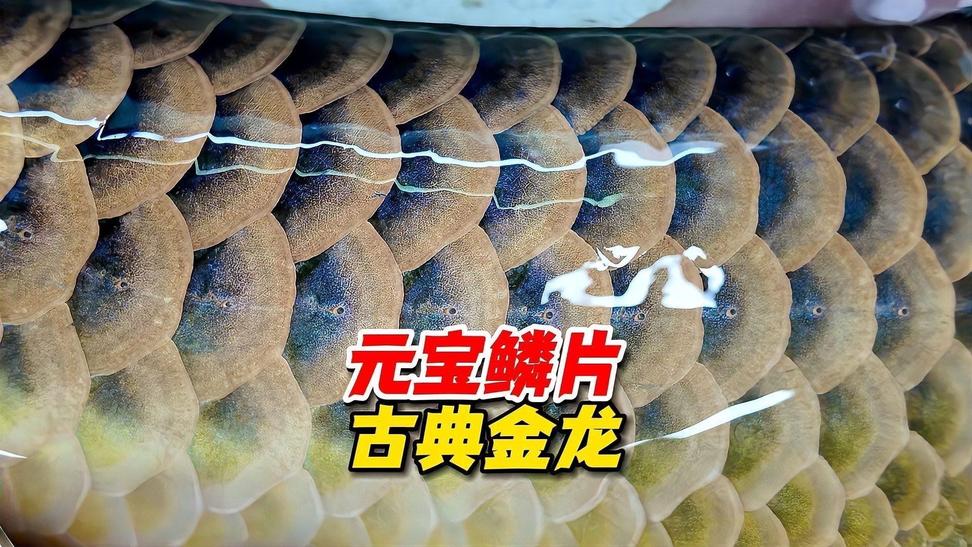 有哪些著名的古典過背金龍品種