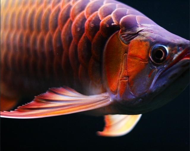 紅龍魚挑選技巧圖解：如何挑選紅龍魚