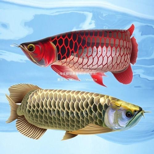 龍魚區分圖