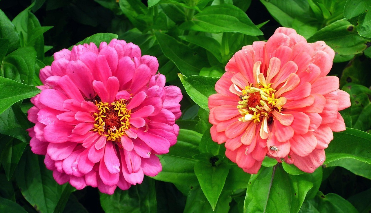 花萬家的意思