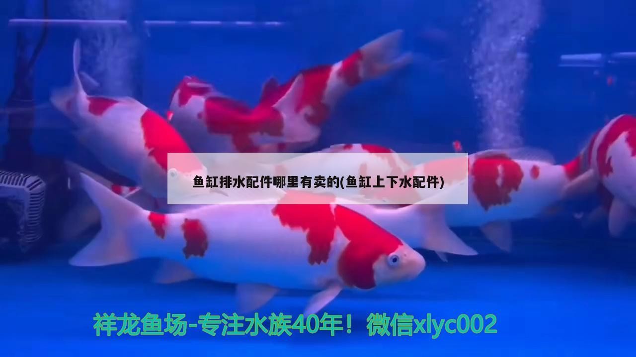 菠蘿魚能和銀龍魚混養嘛（菠蘿魚能和銀龍魚混養嘛視頻）