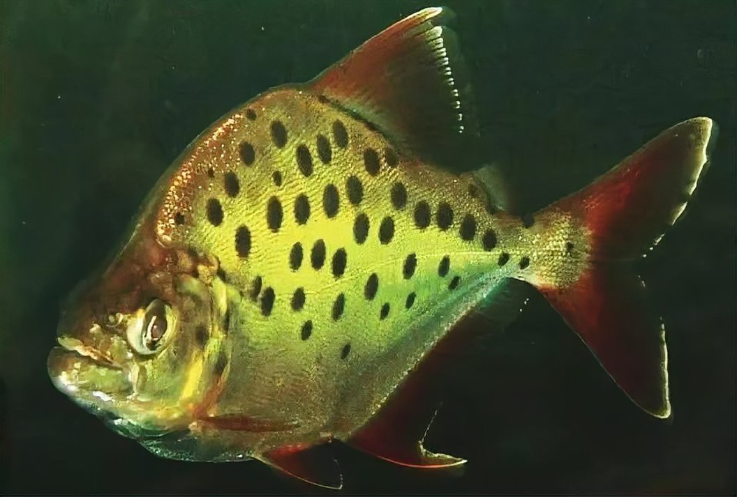 非洲金鼓魚多少錢一只