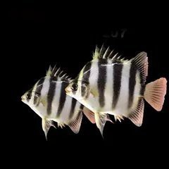 非洲金鼓魚多少錢一只