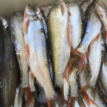 紅尾大勾魚多少錢一條 龍魚論壇 第3張 紅尾大勾魚多少錢一條 紅尾大勾魚多少錢一條 龍魚論壇 第3張