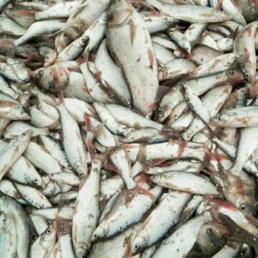 紅尾大勾魚多少錢一條 龍魚論壇 第6張 紅尾大勾魚多少錢一條 紅尾大勾魚多少錢一條 龍魚論壇 第6張