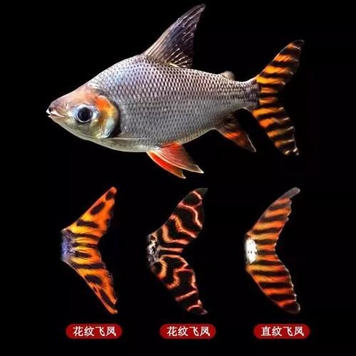 紅龍最佳配魚有什么說法