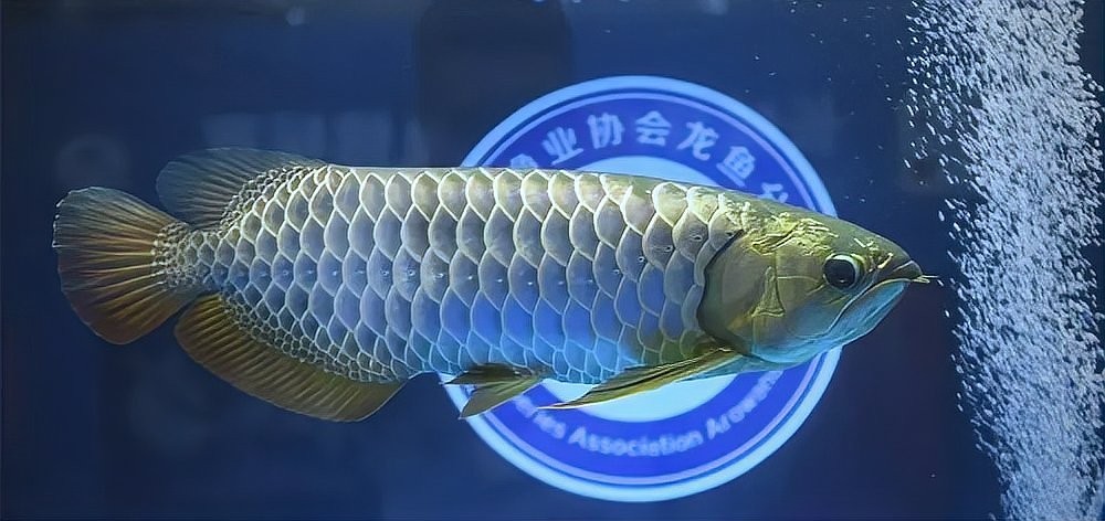 紅龍最佳配魚有什么說法