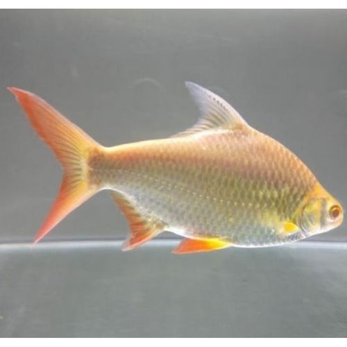 紅龍最佳配魚有什么說法