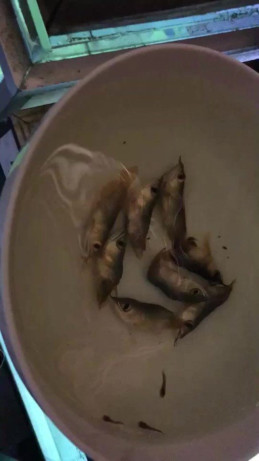 火龍魚的卵長什么樣子？圖片