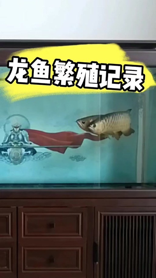 火龍魚的卵長什么樣子？圖片