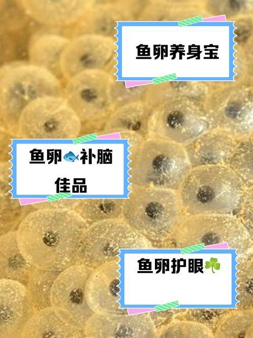 火龍魚的卵長什么樣子？圖片