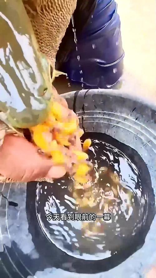 火龍魚的卵長什么樣子？圖片