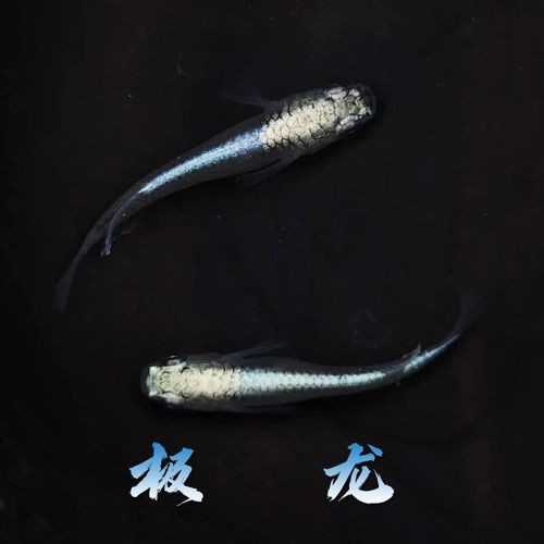 火龍魚的卵長什么樣子？圖片