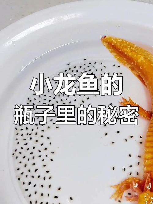 火龍魚的卵長什么樣子？圖片