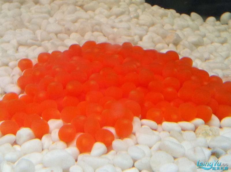 火龍魚的卵長什么樣子？圖片