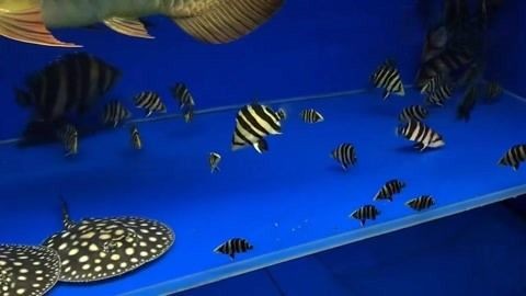 有哪些平臺可以閱讀《天水龍魚》，《天水龍魚》已經出版了多部改編作品，可以閱讀到全文
