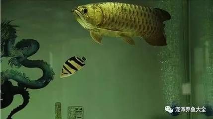龍魚會吃小虎魚嗎：如何預防龍魚吃小虎魚