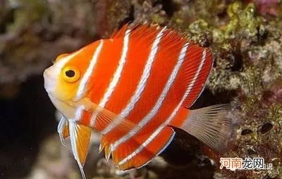 觀賞龍魚(yú)排行榜前十名（世界十大名貴觀賞魚(yú)排行榜）
