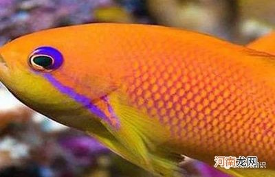觀賞龍魚(yú)排行榜前十名（世界十大名貴觀賞魚(yú)排行榜）
