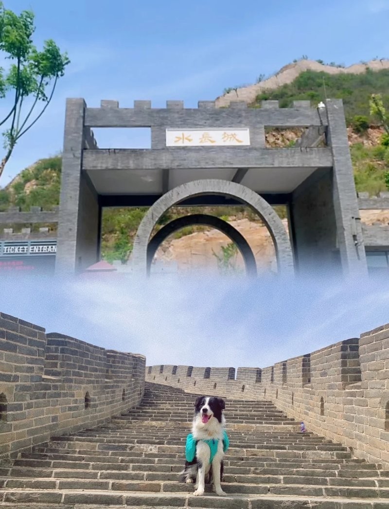 水長城能帶寵物嗎 2025長城杯龍魚大賽 第4張 水長城能帶寵物嗎 水長城能帶寵物嗎 2025長城杯龍魚大賽 第4張