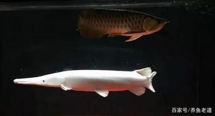 養(yǎng)龍魚最小用多大的魚缸合適：養(yǎng)龍魚的魚缸尺寸需要根據(jù)龍魚的種類和成長(zhǎng)階段決定
