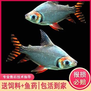 龍魚最好的配魚方式是什么：龍魚最好的配魚方式是什么龍魚最好的配魚方式是什么 龍魚最好的配魚方式是什么：龍魚最好的配魚方式是什么龍魚最好的配魚方式是什么 龍魚百科 第2張