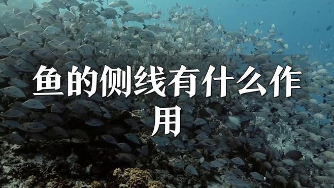側線系統在導航中起什么作用？