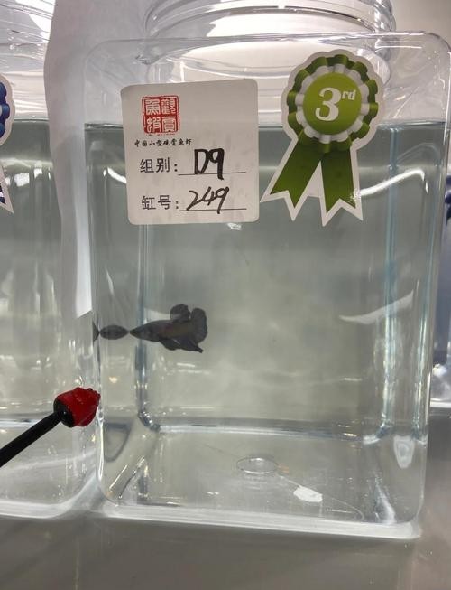 如何訪問長城杯觀賞魚比賽官網？