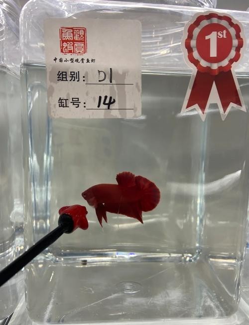如何訪問長城杯觀賞魚比賽官網？