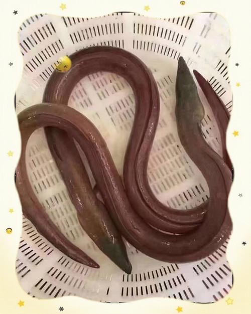 海南土龍魚圖片大全欣賞 海南土龍魚圖片大全欣賞 龍魚百科 第12張