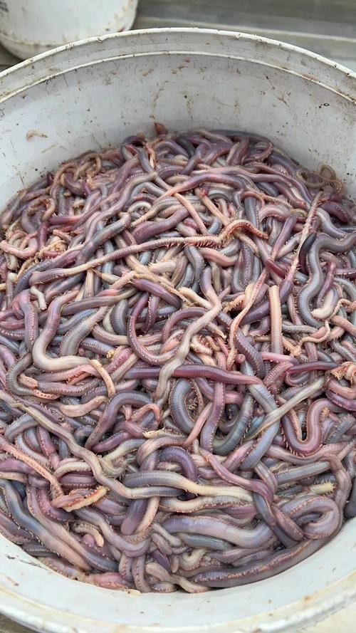 海南土龍魚圖片大全欣賞 海南土龍魚圖片大全欣賞 龍魚百科 第9張