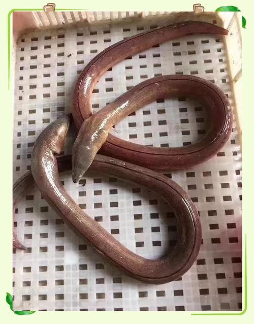 海南土龍魚圖片大全欣賞 海南土龍魚圖片大全欣賞 龍魚百科 第8張