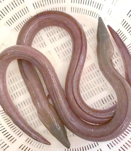 海南土龍魚圖片大全欣賞 海南土龍魚圖片大全欣賞 龍魚百科 第11張