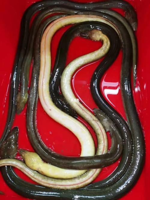 海南土龍魚圖片大全欣賞 海南土龍魚圖片大全欣賞 龍魚百科 第18張