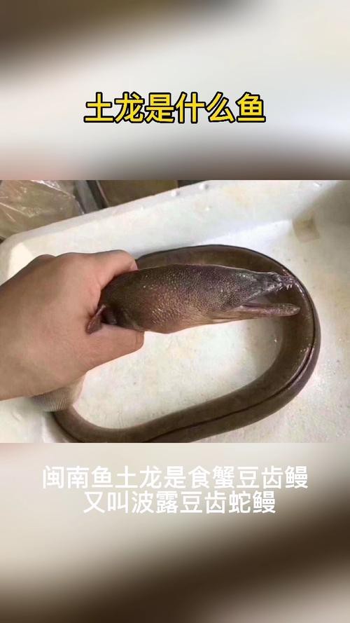 海南土龍魚圖片大全欣賞 海南土龍魚圖片大全欣賞 龍魚百科 第24張