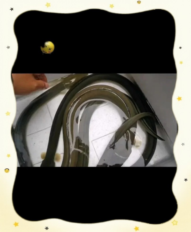 海南土龍魚圖片大全欣賞 海南土龍魚圖片大全欣賞 龍魚百科 第28張