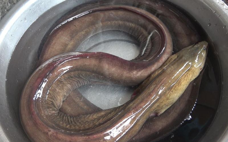 海南土龍魚圖片大全欣賞 海南土龍魚圖片大全欣賞 龍魚百科 第25張