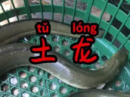 海南土龍魚圖片大全欣賞 海南土龍魚圖片大全欣賞 龍魚百科 第31張