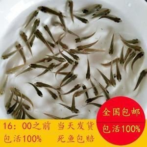 龍魚在冷水能活嗎多久會死：關于龍魚在冷水中的生存細節