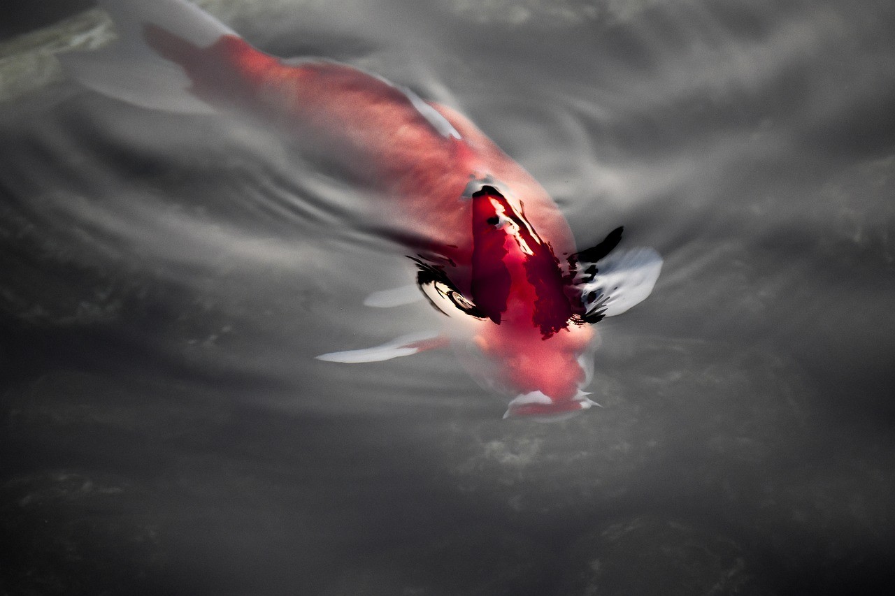 銀龍魚苗吃什么長得快一點（銀龍喂什么小魚最好）