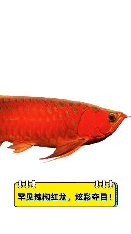賽級紅龍魚有哪些特征？